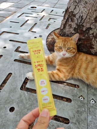 페페로니 잘 먹는 캣츄 - 무항생제 닭고기 24개입 — 5점을 준 리뷰어가 2021년 7월 올린 사용 사진