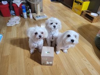 도그퓨어 푸드닭 강아지 닭고기 통살 애견간식 오리지널/차전자피/초록입홍합 — 4점을 준 리뷰어가 2021년 11월 올린 사용 사진