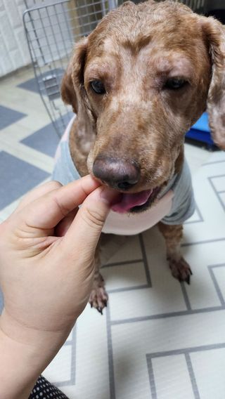 [펫시밀] 원물그대로 영양듬뿍 진공동결건조 북어트릿75g,치킨트릿100g,연어트릿75g 강아지 고양이 간식 — 5점을 준 리뷰어가 2023년 6월 올린 사용 사진
