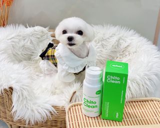 whol 키토클린 200ml - 항균항바이러스 강아지 눈 코 입 귀 세정탈취 고양이 턱드름제거 무향 워터리스 대용량 — 5점을 준 리뷰어가 2022년 10월 올린 사용 사진