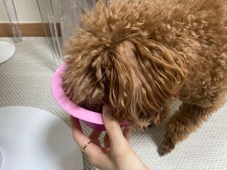 My Pet Care 모발과 모질 피부건강에 개좋아 — 5점을 준 리뷰어가 2021년 3월 올린 사용 사진