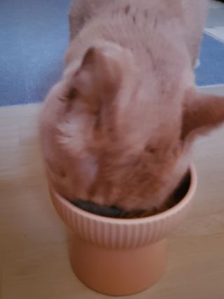 비타크래프트 고양이 수프 50g 3가지맛 x4팩씩 총 12팩 — 5점을 준 리뷰어가 2021년 8월 올린 사용 사진