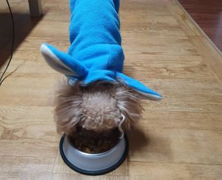 My Pet Care 장건강에 개좋아 — 4점을 준 리뷰어가 2021년 2월 올린 사용 사진