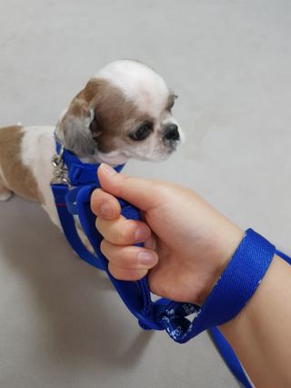 베이컨박스 [BACON] 고아웃클럽 이지그립 리드줄, 목줄 세트-BLUE — 5점을 준 리뷰어가 2021년 7월 올린 사용 사진