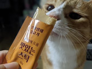 페페로니 맛있는 스틱 - 무항생제 닭고기 15개 + 원양선 참치 15개 — 5점을 준 리뷰어가 2021년 10월 올린 사용 사진