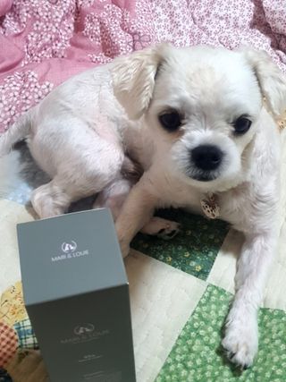마리앤루이펫샴푸 [mari and louie pet shampoo] — 5점을 준 리뷰어가 2021년 6월 올린 사용 사진