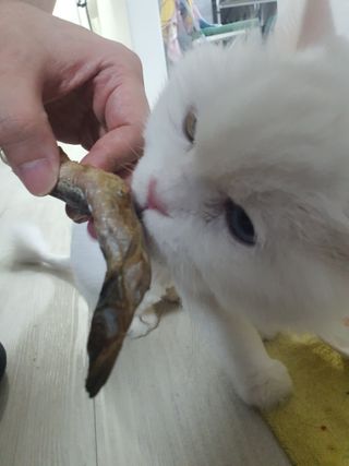 [펫시밀] 원물그대로 영양듬뿍 동결건조 왕북어트릿300g,왕치킨트릿400g,열빙어트릿300g 대용량 간식 — 5점을 준 리뷰어가 2023년 5월 올린 사용 사진
