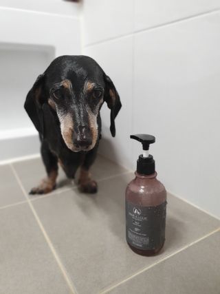 마리앤루이펫샴푸 [mari and louie pet shampoo] — 5점을 준 리뷰어가 2021년 5월 올린 사용 사진