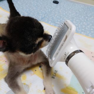 아베크 펫 강아지 고양이 애견 에어 브러쉬 드라이기 올인원 — 5점을 준 리뷰어가 2021년 7월 올린 사용 사진
