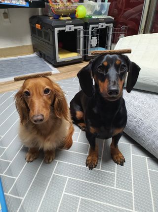 My Pet Care 천연단백질 치아건강에 개좋아 — 5점을 준 리뷰어가 2021년 1월 올린 사용 사진