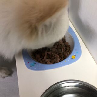 비타크래프트 조에시 하트캔 85g 강아지 습식캔 10캔 — 5점을 준 리뷰어가 2021년 7월 올린 사용 사진