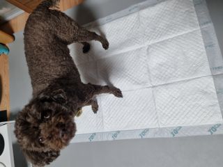 아베크 펫 와이드 프리미엄 대형 애견 강아지 배변 패드 30매 1팩 80g — 5점을 준 리뷰어가 2021년 7월 올린 사용 사진