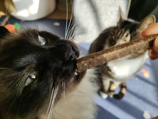 My Pet Care 천연단백질 치아건강에 개좋아 — 5점을 준 리뷰어가 2021년 2월 올린 사용 사진