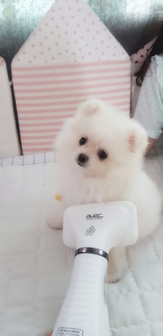 아베크 펫 강아지 고양이 애견 에어 브러쉬 드라이기 올인원 — 5점을 준 리뷰어가 2021년 7월 올린 사용 사진