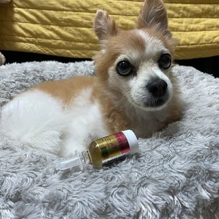 무지조타 반려동물용 꽃으로만든영양제 헬리코디펜스 15ml — 5점을 준 리뷰어가 2021년 8월 올린 사용 사진