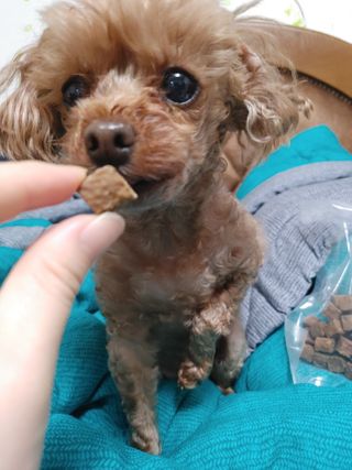 My Pet Care 천연단백질 관절건강에 개좋아 — 5점을 준 리뷰어가 2021년 3월 올린 사용 사진