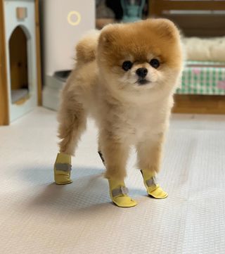 뽀야니님이 올린 리뷰 사진 1