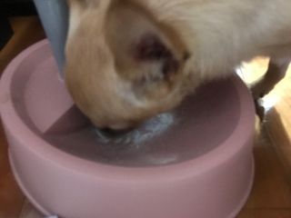 My Pet Care 모발과 모질 피부건강에 개좋아 — 5점을 준 리뷰어가 2021년 4월 올린 사용 사진