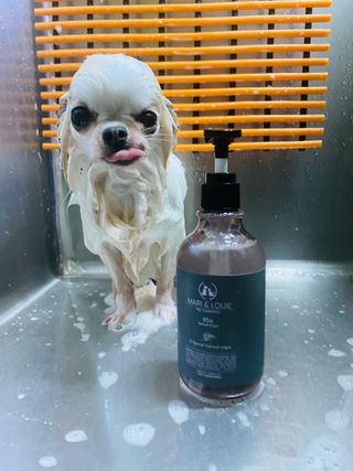마리앤루이펫샴푸 [mari and louie pet shampoo] — 5점을 준 리뷰어가 2021년 5월 올린 사용 사진