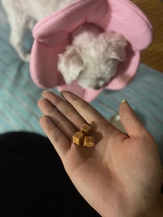 페페로니 진짜 오메가3 연어+소고기 180g+180g — 5점을 준 리뷰어가 2021년 7월 올린 사용 사진