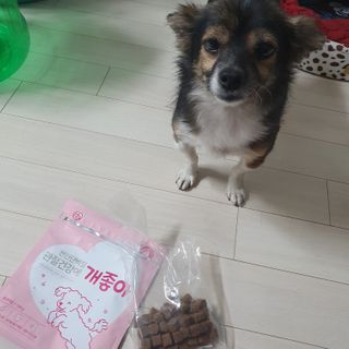 My Pet Care 천연단백질 관절건강에 개좋아 — 5점을 준 리뷰어가 2021년 2월 올린 사용 사진