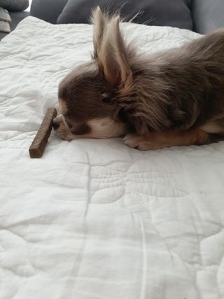 My Pet Care 천연단백질 치아건강에 개좋아 — 1점을 준 리뷰어가 2021년 1월 올린 사용 사진