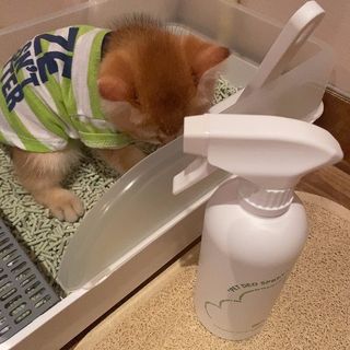 [푸푸몬스터] 비건 펫 데오 스프레이(탈취제) 500ml (유향/무향 택 1) — 4점을 준 리뷰어가 2022년 7월 올린 사용 사진
