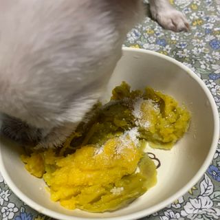 씨디랩 구강에서 장까지 한 번에 관리하는 더블락토 강아지 고양이 유산균 — 5점을 준 리뷰어가 2021년 6월 올린 사용 사진