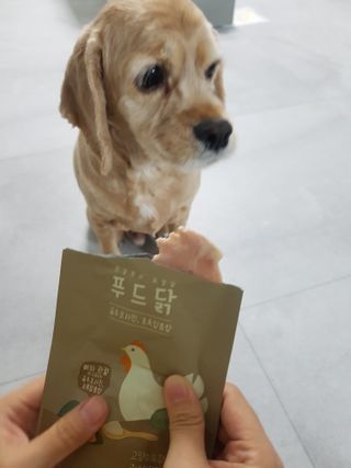 도그퓨어 푸드닭 강아지 닭고기 통살 애견간식 오리지널/차전자피/초록입홍합 — 5점을 준 리뷰어가 2021년 11월 올린 사용 사진