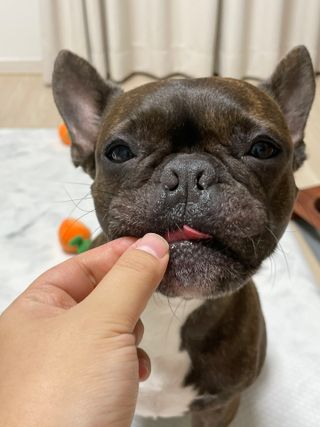 페페로니 진짜 오메가3 연어+소고기 180g+180g — 3.5점을 준 리뷰어가 2021년 7월 올린 사용 사진
