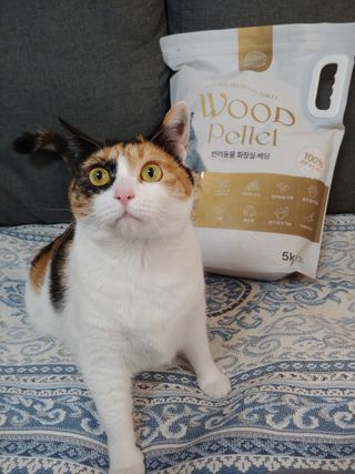 버진플래닛코리아 버진플래닛 고양이 화장실 우드 펠렛 모래 배변 펠릿 — 5점을 준 리뷰어가 2023년 2월 올린 사용 사진