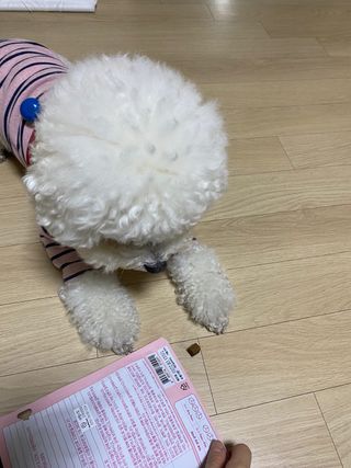 My Pet Care 천연단백질 관절건강에 개좋아 — 5점을 준 리뷰어가 2021년 2월 올린 사용 사진