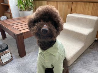 [자유펫] 시코니딘 고양이 강아지 피부 보습 연고 20g — 5점을 준 리뷰어가 2021년 11월 올린 사용 사진