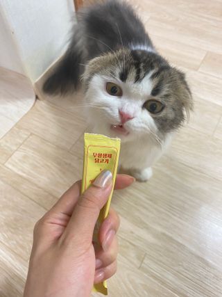페페로니 잘 먹는 캣츄 - 무항생제 닭고기 12개 + 알래스카 연어 12개 — 5점을 준 리뷰어가 2021년 8월 올린 사용 사진