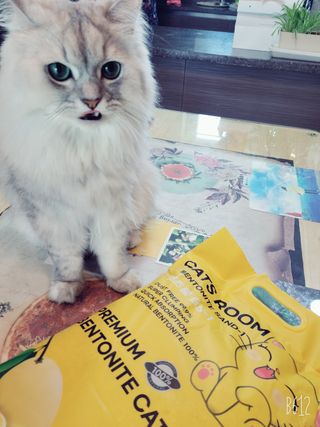 겟플렉스 켓플렉스 캣츠룸BS-1 고양이모래 4kg — 5점을 준 리뷰어가 2021년 1월 올린 사용 사진