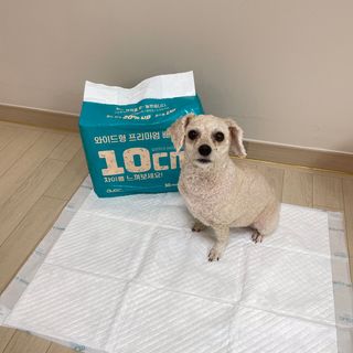 아베크 펫 와이드 프리미엄 대형 애견 강아지 배변 패드 30매 1팩 80g — 5점을 준 리뷰어가 2021년 7월 올린 사용 사진