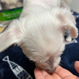 뽀히님이 올린 리뷰 사진 4