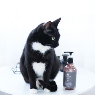마리앤루이펫샴푸 [mari and louie pet shampoo] — 4.5점을 준 리뷰어가 2021년 6월 올린 사용 사진