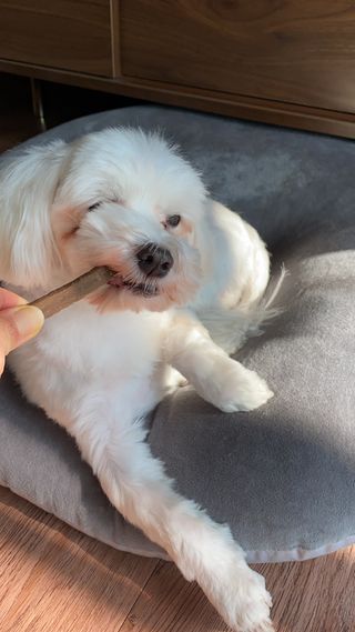 My Pet Care 천연단백질 치아건강에 개좋아 — 5점을 준 리뷰어가 2021년 2월 올린 사용 사진