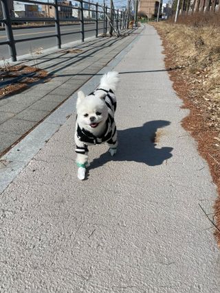 코보콩 에어슈즈 강아지 일회용 신발 소용량 패키지 20매 초경량  미끄럼방지 실내외 겸용 — 5점을 준 리뷰어가 2022년 2월 올린 사용 사진