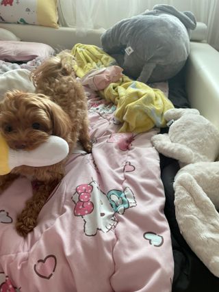 ehlove님이 올린 리뷰 사진 2