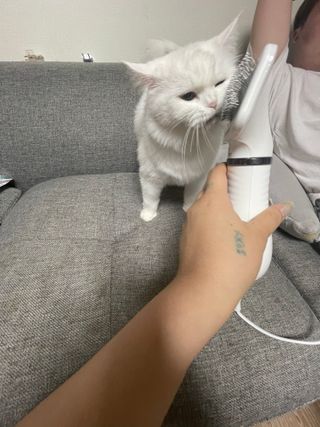 아베크 펫 강아지 고양이 애견 에어 브러쉬 드라이기 올인원 — 5점을 준 리뷰어가 2021년 7월 올린 사용 사진
