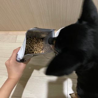 [푸디웜] 라포그 리얼인섹트 소프트키블 스킨 1KG — 4점을 준 리뷰어가 2022년 9월 올린 사용 사진