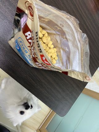 [보장균수500만] 건강한장 프로젝트 강아지사료 보스독 프로바이오틱스 340.19g 2종 — 5점을 준 리뷰어가 2021년 1월 올린 사용 사진