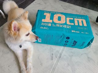 아베크 펫 와이드 프리미엄 중형 애견 강아지 배변 패드 54매 1팩 45g — 5점을 준 리뷰어가 2021년 7월 올린 사용 사진