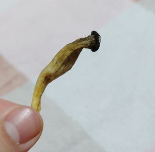 딜라이트 프로젝트 바삭한 원물칩 3종 고구마칩, 자색고구마칩, 느타리버섯칩 [총 6봉지] — 5점을 준 리뷰어가 2022년 2월 올린 사용 사진