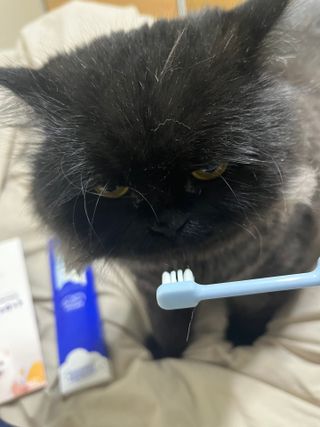 짱아언니님이 올린 리뷰 사진 4