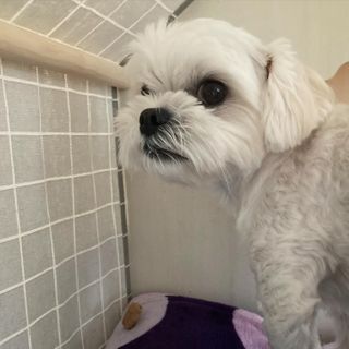 [보장균수500만] 건강한장 프로젝트 강아지사료 보스독 프로바이오틱스 340.19g 2종 — 5점을 준 리뷰어가 2021년 1월 올린 사용 사진