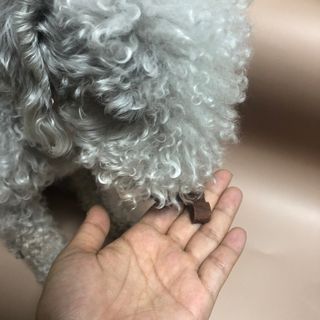 My Pet Care 천연단백질 눈건강에 개좋아 — 5점을 준 리뷰어가 2021년 1월 올린 사용 사진