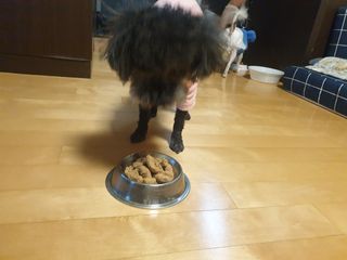 [보장균수500만] 건강한장 프로젝트 강아지사료 보스독 프로바이오틱스 340.19g 2종 — 5점을 준 리뷰어가 2021년 1월 올린 사용 사진